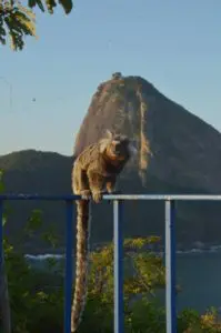 Sagui e Pão de Açúcar ao fundo trilha do Forte do Leme