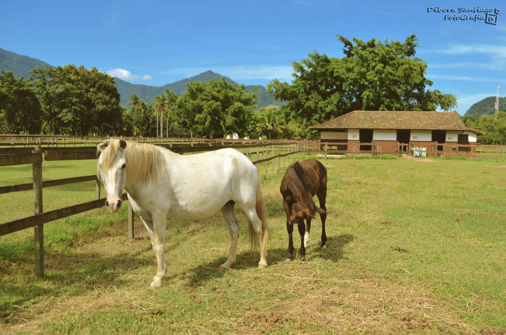 Háras Pégasus em Vargem Grande