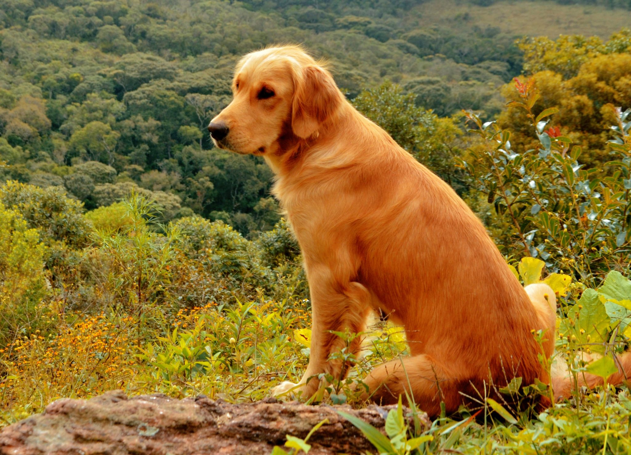 viajar com cachorro