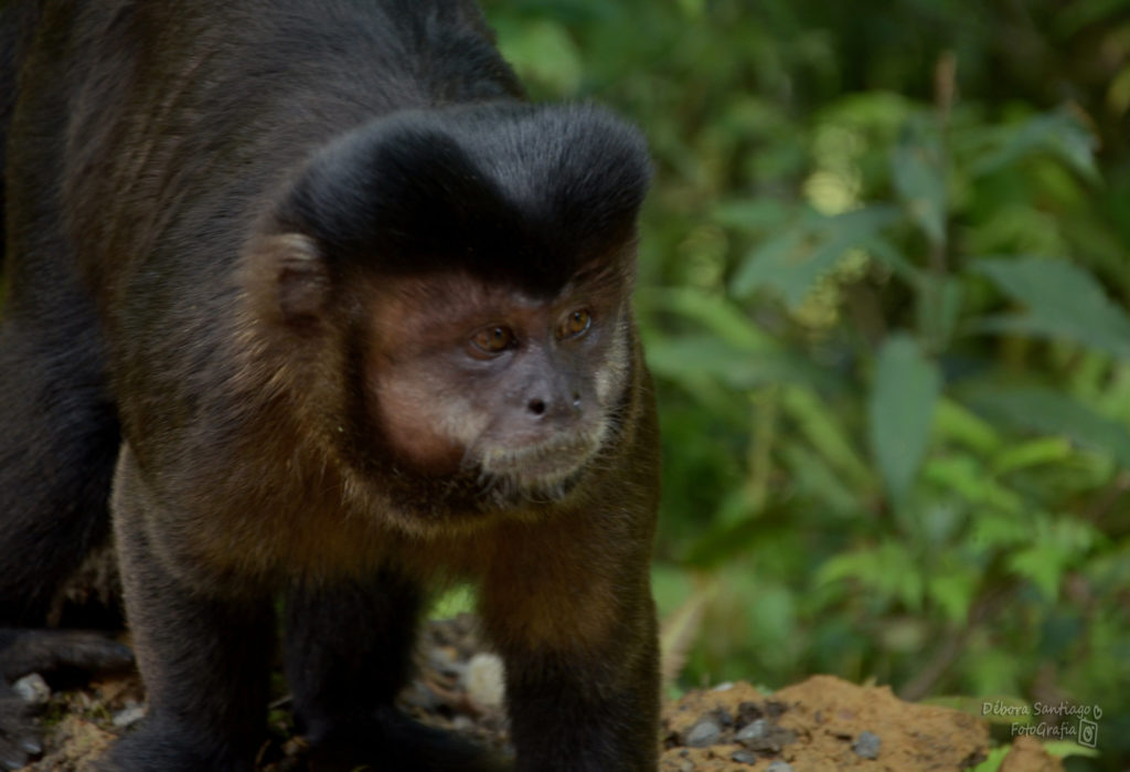 Macaco no Parque Nacional do Itatiaia