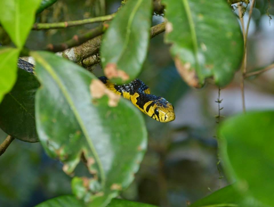 bate e volta no parque nacional de itatiaia