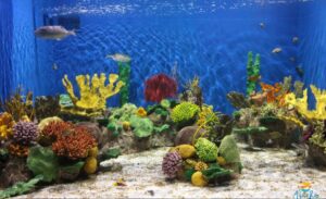 Aquario Marinho do Rio