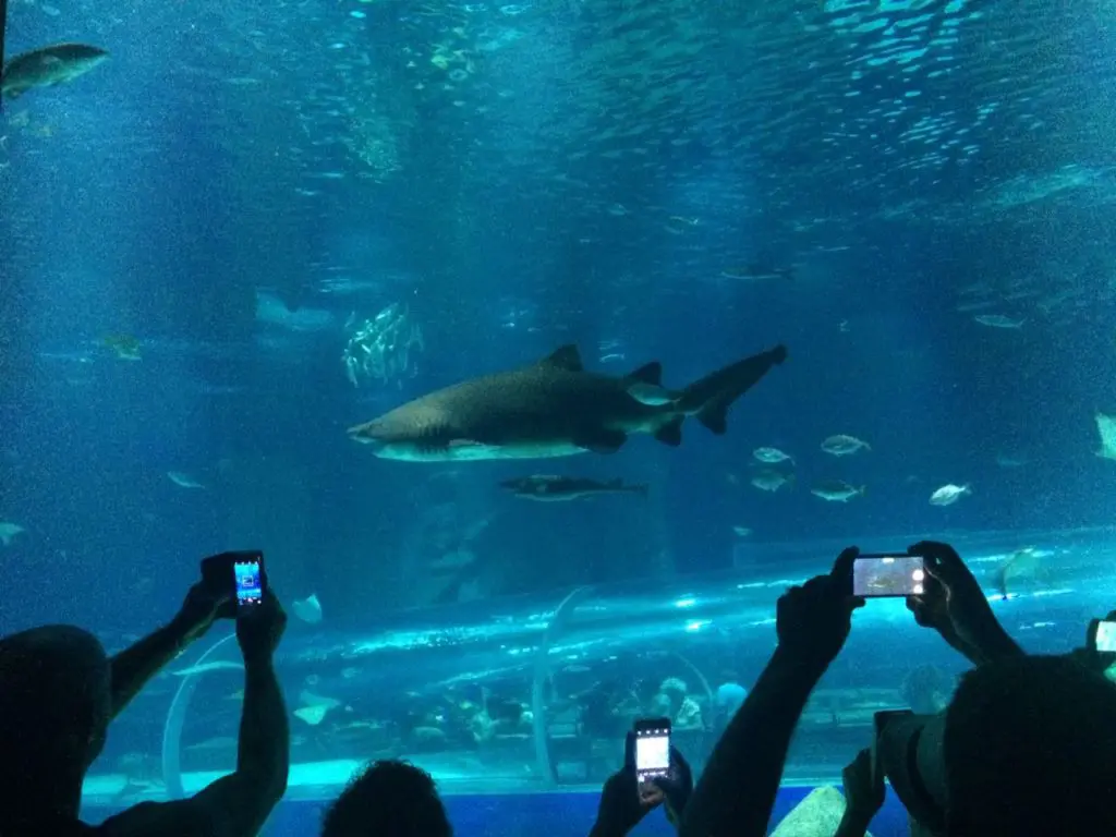Aquario