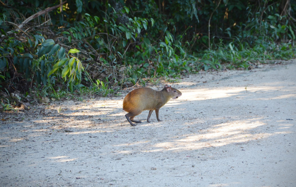 bosque da barra