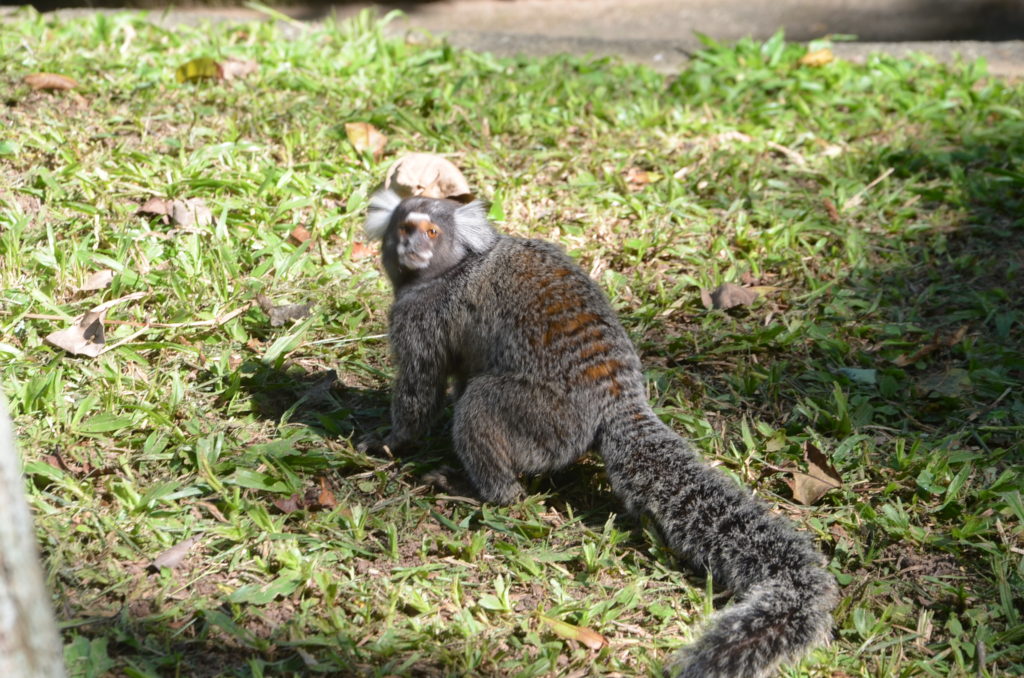Parque Natural Municipal Penhasco Dois Irmãos