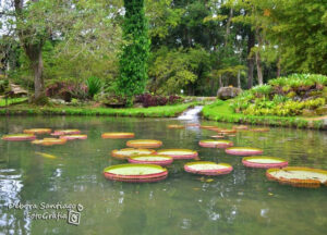 passeio no Jardim Botanico