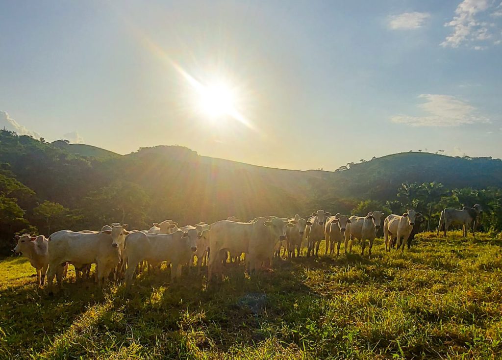 Fazenda Vista Alegre