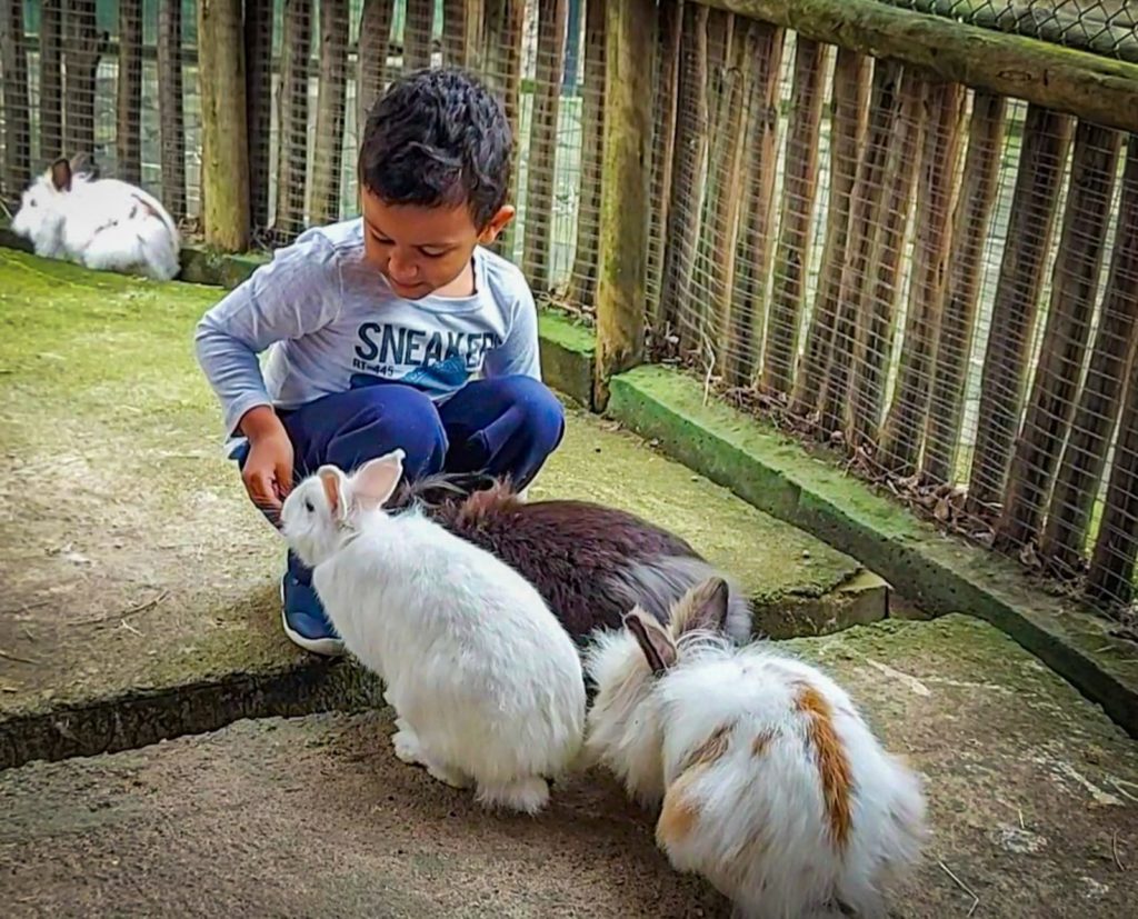 Alimentação de coelhos na Arca do Noah