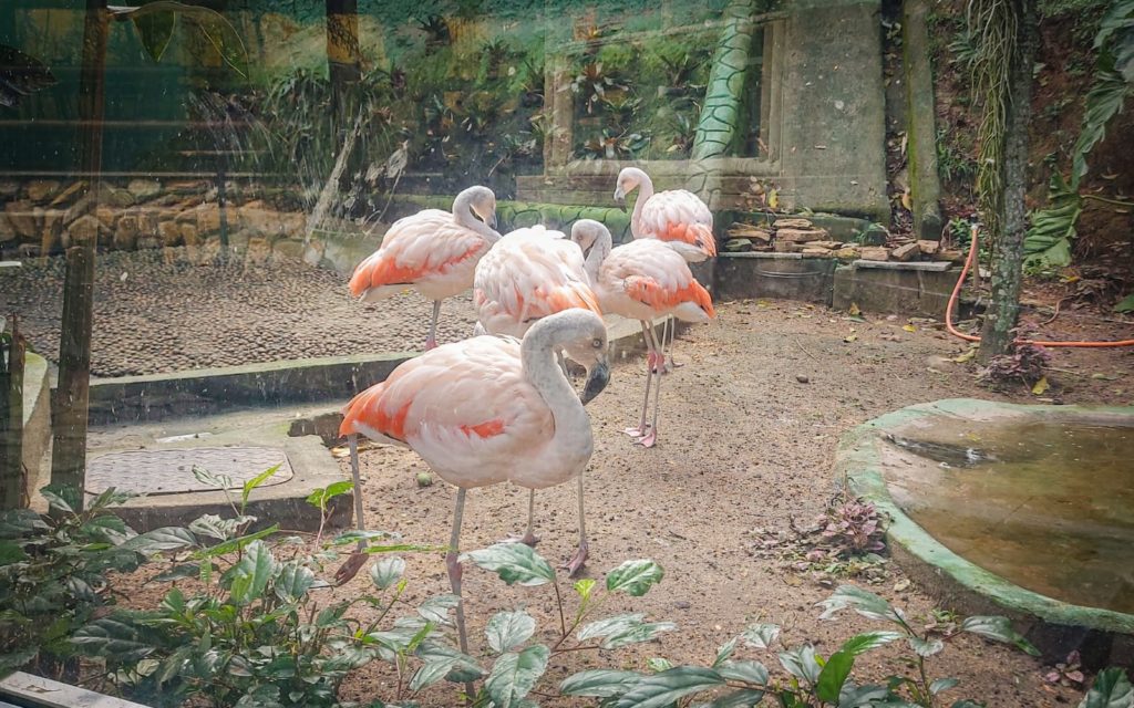 Flamingos na Arca do Noah