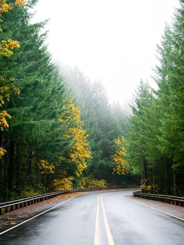 knopka-ivy-jocViE_c8R0-unsplash