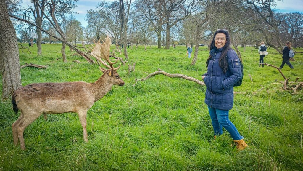 Veadinhos no Phoenix Park em Dublin - a procura dos veados no Phoenix Park