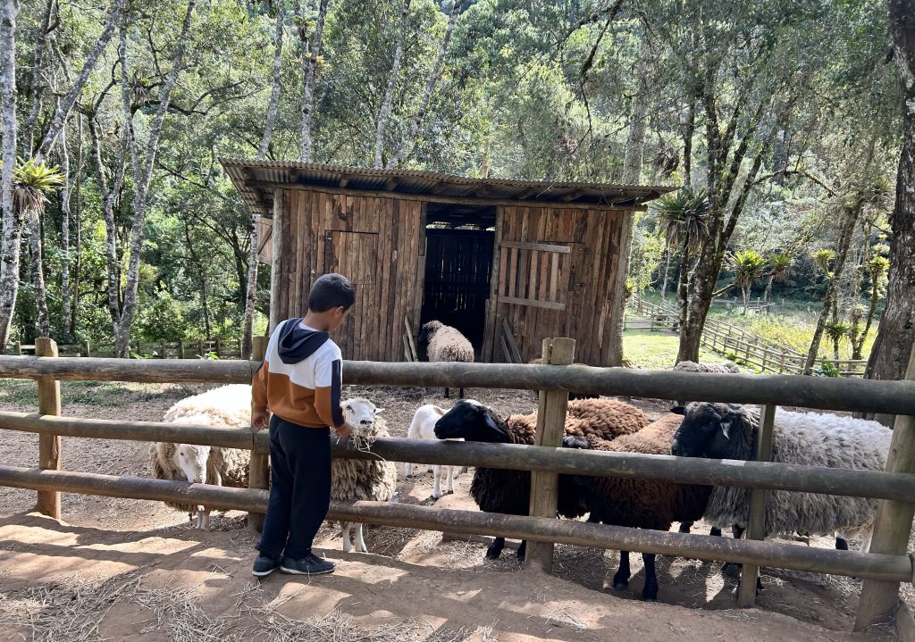 Ovelhas na Fazendinha Toriba